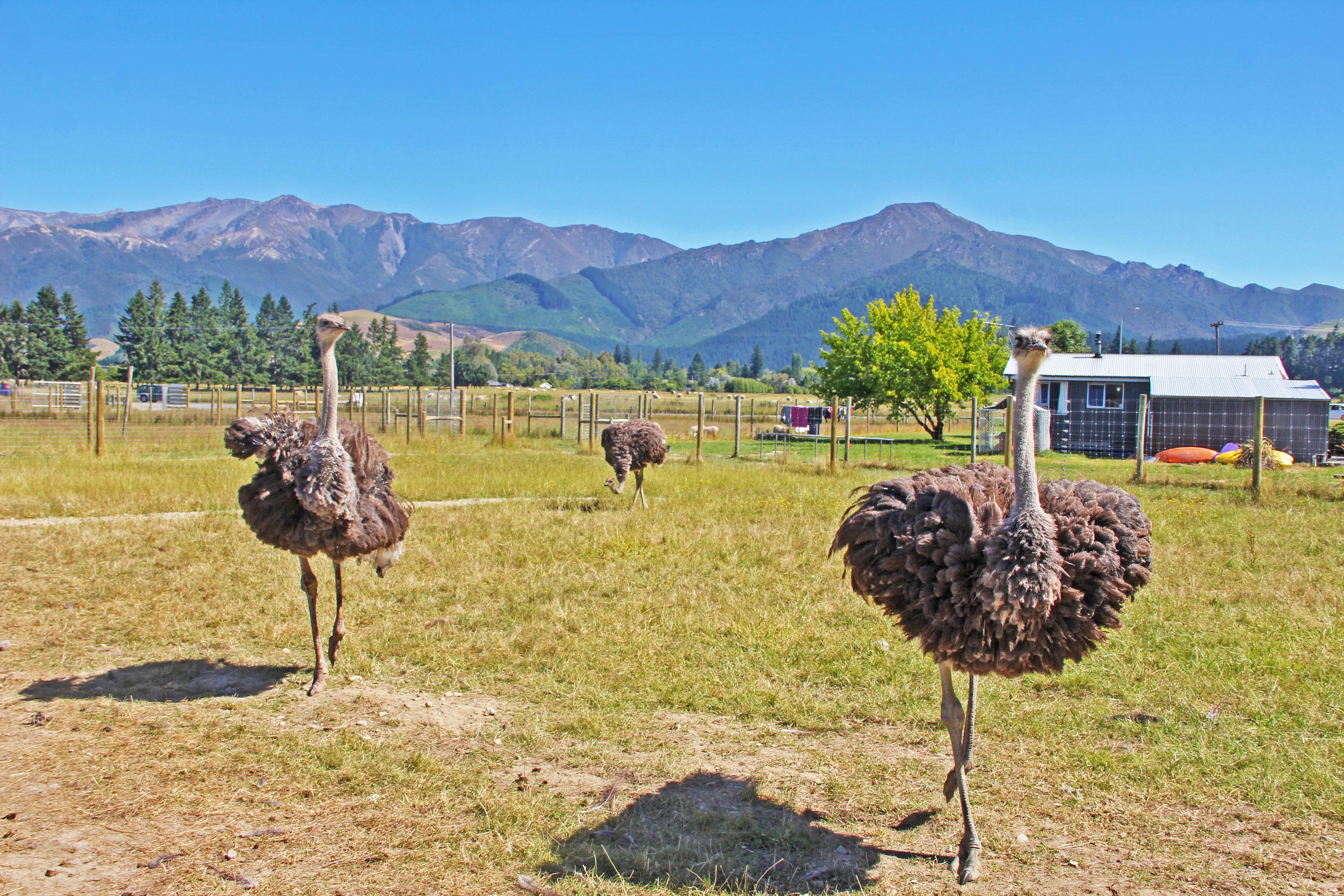 Hanmer Springs Animal Park